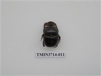 藏品(爪哇大黑糞金龜)的圖片